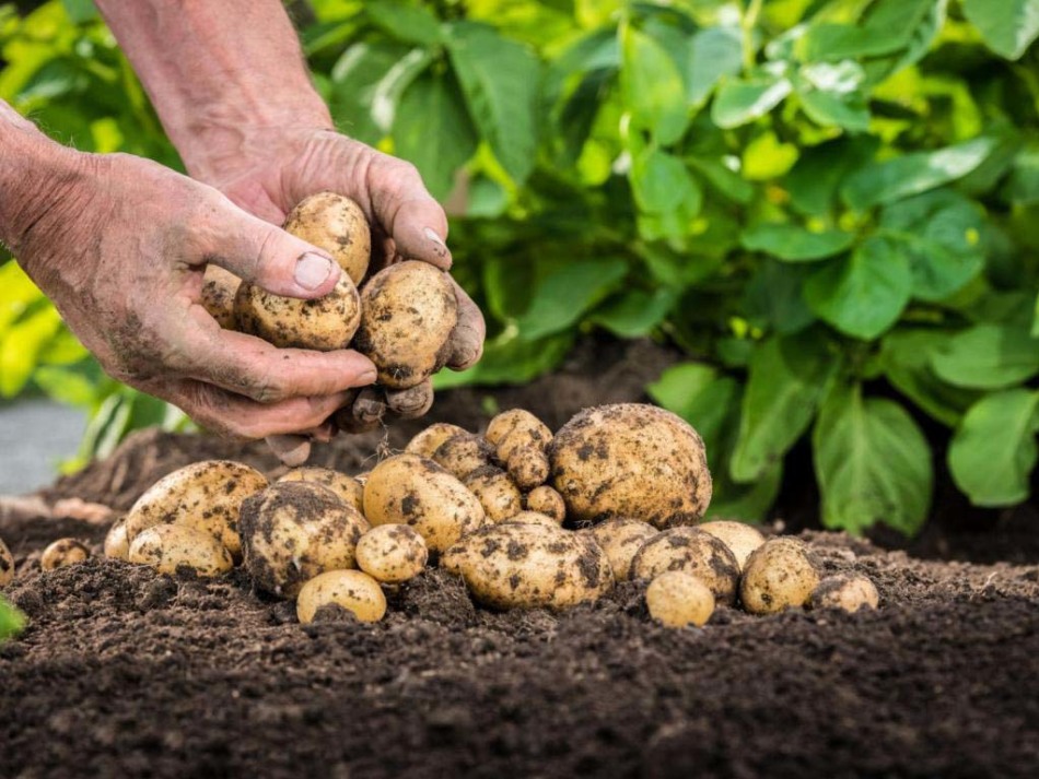 La récolte de pommes de terre dépend en grande partie des plantes-sédents