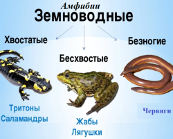 Amphibians in nature: characteristics of amphibian adults amphibians, their main signs and distinctive features