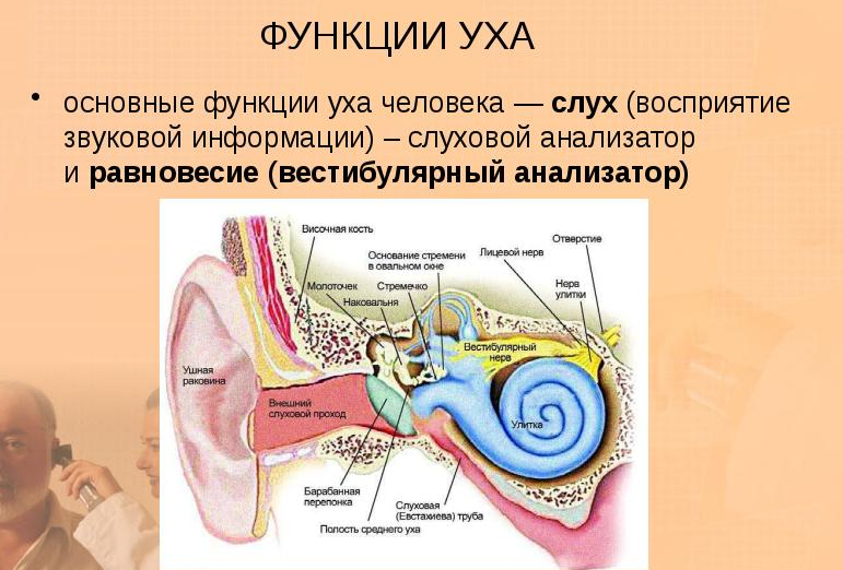Функции наружного, среднего и внутреннего уха человека