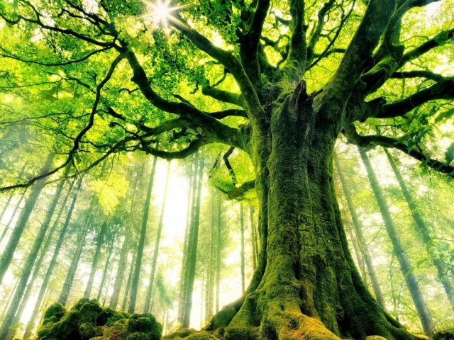 Arbres Long -Ilavers: Nom, liste, âge, photo. Quel arbre vit le plus long sur terre, en Russie?