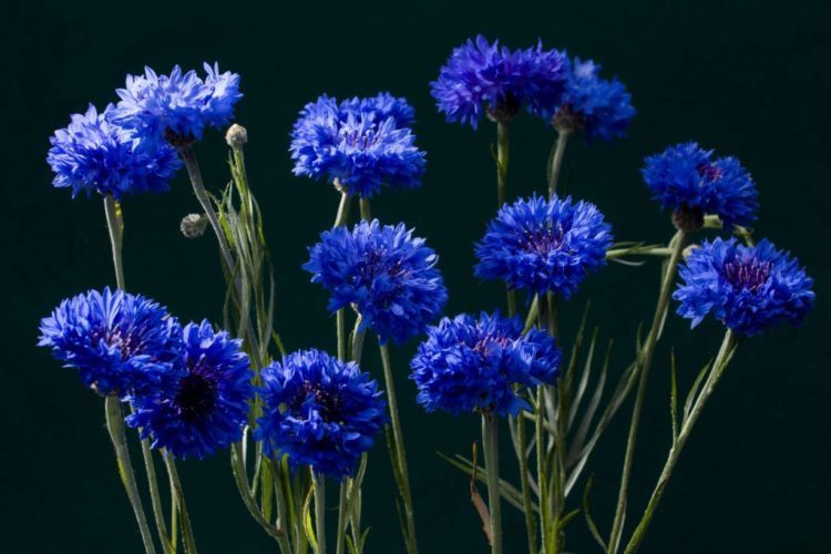 Хрупкий синий цветок