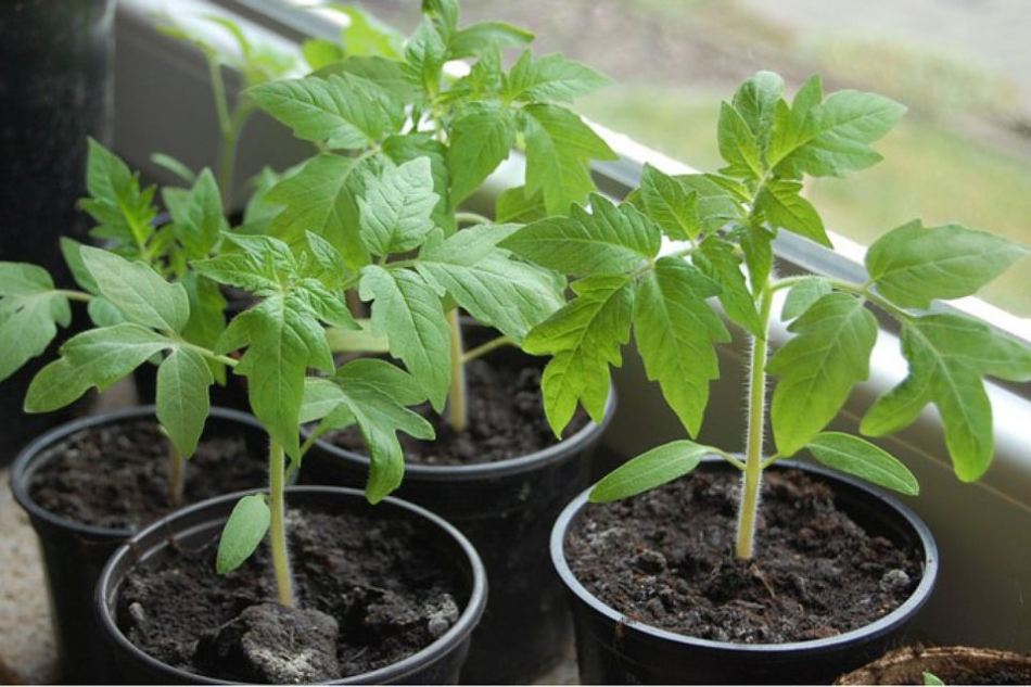 Plántulas de tomate después de bucear en el alféizar