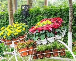 What plants can be planted along the fence: selection criteria, photo of the flowerbed, what can not be planted on the site?