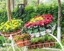 Quelles plantes peuvent être plantées le long de la clôture: critères de sélection, photo du parterre de fleurs, que ne peut pas être plantée sur le site?