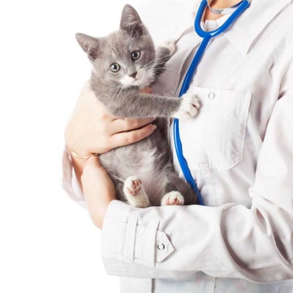 Ветеринар - лучший советчик, в вопросе лечения цистита