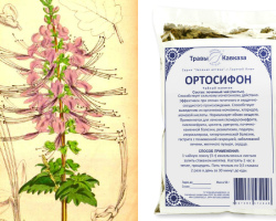 Staineric Orthosiphon: indikacije za uporabo, lastnosti, kontraindikacije. Ortosifon obarva - ledvični čaj: ocene, navodila za uporabo