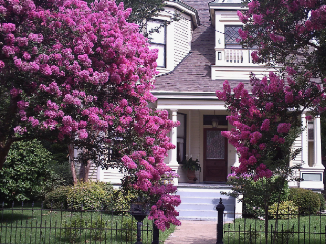 Is it possible to plant lilacs on the site, in the yard, near the house: signs