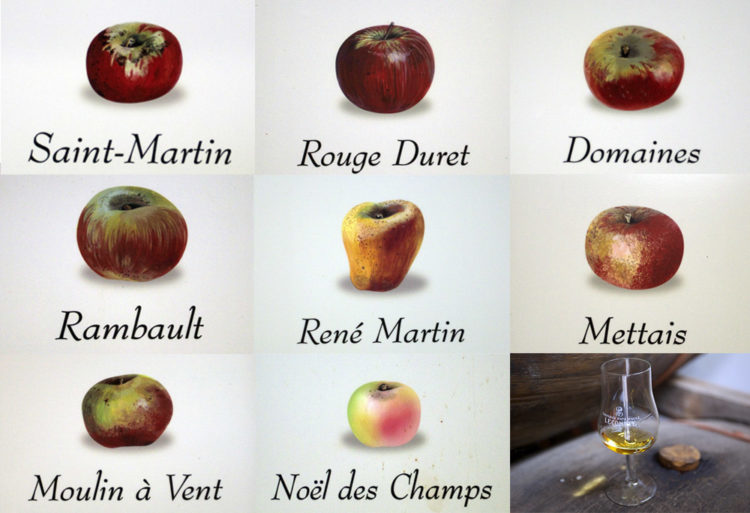 Variétés de pommes à boire