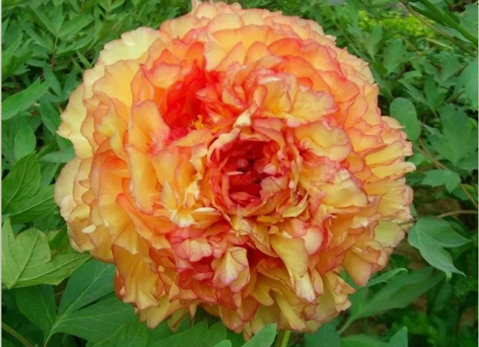 Yellow peony of the Kinko variety