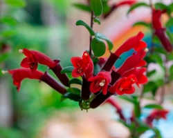 Eschinantus λουλούδι, χήρα δάκρυα, μπορείτε να κρατήσετε στο σπίτι ή όχι: ένα σημάδι