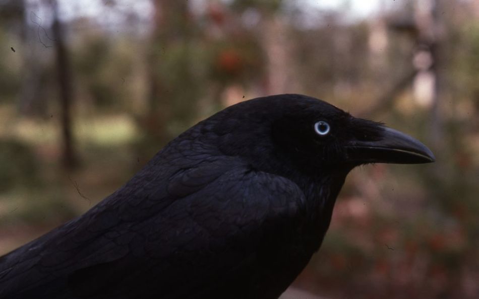 Zakaj je sanjala Črna vrana?
