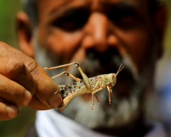 Чи можливо їсти сарану в ісламі: якими комахами заборонено їсти?