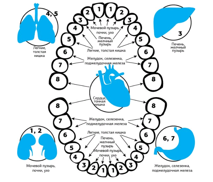 Схема — какой зуб за какой внутренний орган человека отвечает