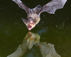 Wie zeichne ich eine Fledermaus mit einem Bleistift für Kinder? Zeichnungen von Fledermaus auf Zellen in einem Notebook