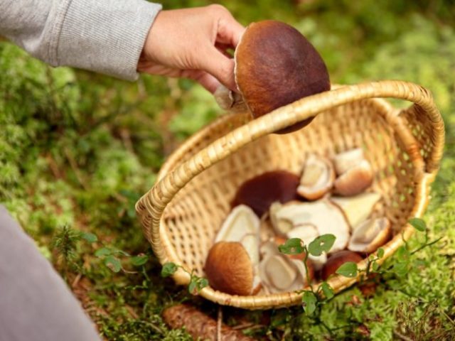 Is it possible to pick mushrooms in a leap year?
