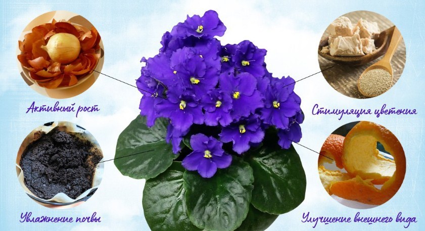 Fials are important for violets