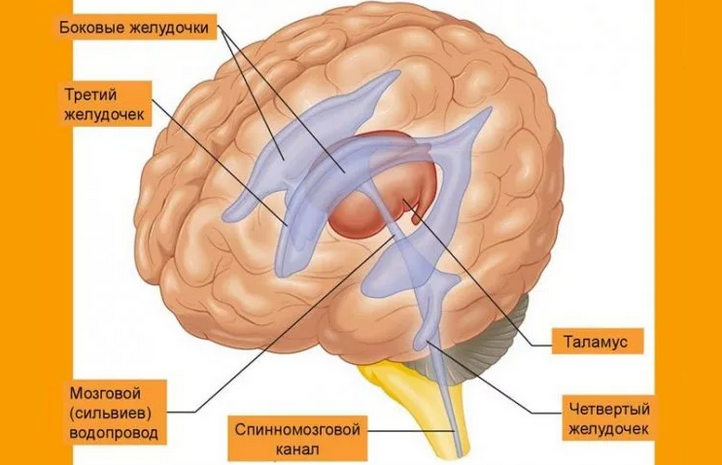Otak rata -rata dalam struktur sistem saraf pusat