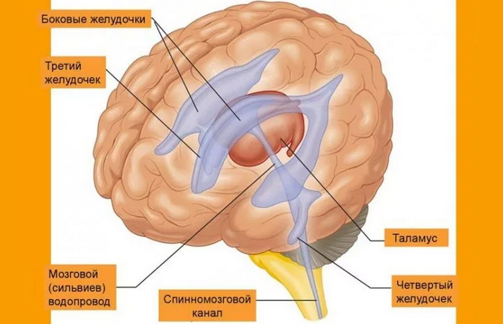 สมองเฉลี่ยในโครงสร้างของระบบประสาทส่วนกลาง