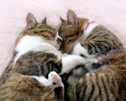 Mengapa dan mengapa kucing, anak kucing, dan kucing mendengkur? Bagaimana, karena kucing dan kucing apa yang mendengkur, di mana suaranya dibuat: mekanismenya? Apa arti pemurnian kucing, kucing?