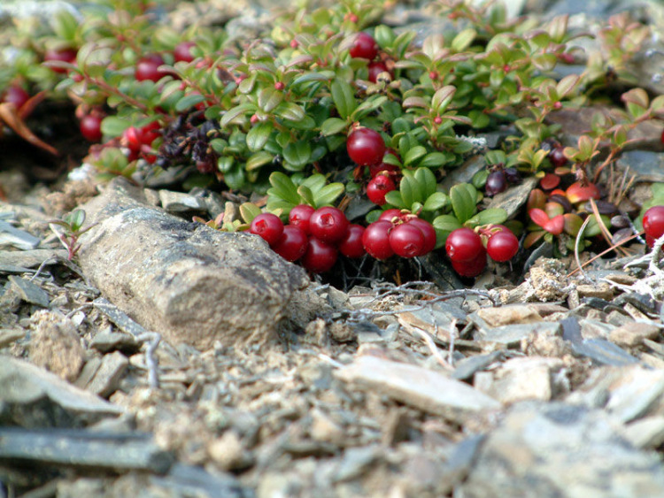 Plantas de tundra