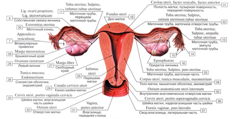 Oviduct and ovary in humans