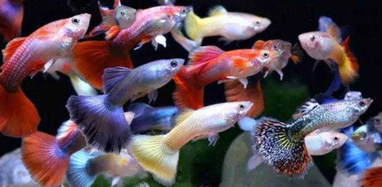 Vackra guppies