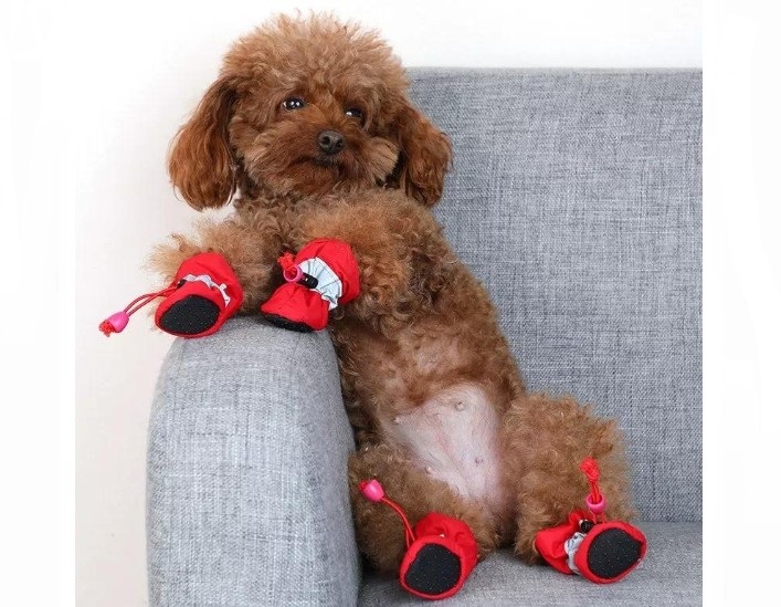 Fashionable shoes for dogs of small breeds