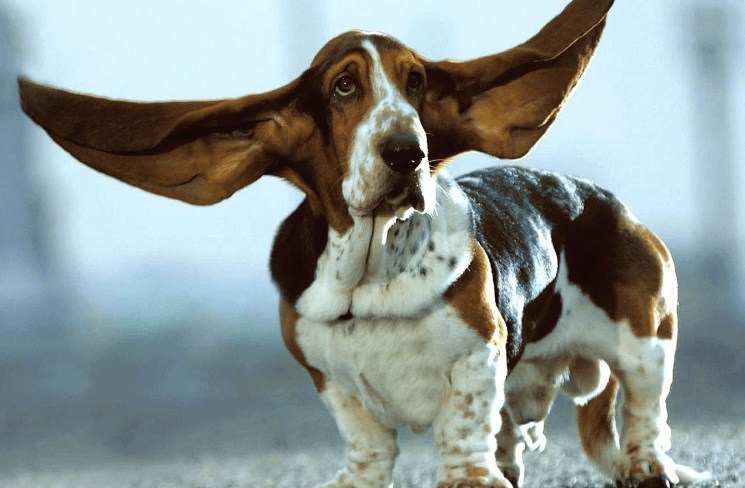 Собаки также могут развесить уши