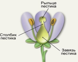 Was ist ein Eierstock in Pflanzen in Biologie: Kurzdefinition, Arten von Eierstöcken. Wie bildet sich Eierstock in Pflanzen, was enthält der Eierstock der Blume? Was ist der obere Eierstock in Pflanzen?