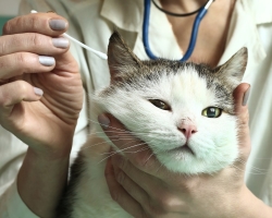 Mi a teendő, ha a cica szeme van? A szemek szuperációjának kezelése a cicákban cseppekben, kenőcsökben, népi gyógyszerekben. A cica szeme fester: okok, kezelés, áttekintések