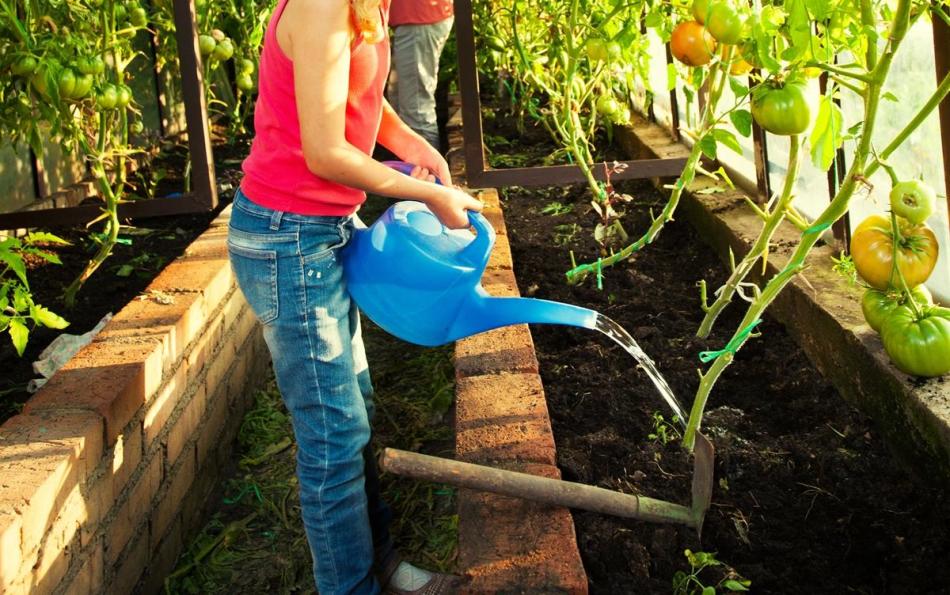 Watering tomatoes ammonia