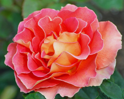 Tea Rose - Ako sa líši od bežnej ruže: značky. Hodnota čajovej ruže