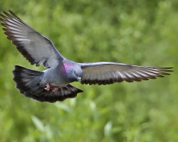 Pigeonen flög ut genom fönstret: skylt. Varför den vita, bruna, svarta duvan flög in i lägenheten, huset, på balkongen, fönsterbrädan, slår ut genom fönstret, träffade fönstret och flög bort?