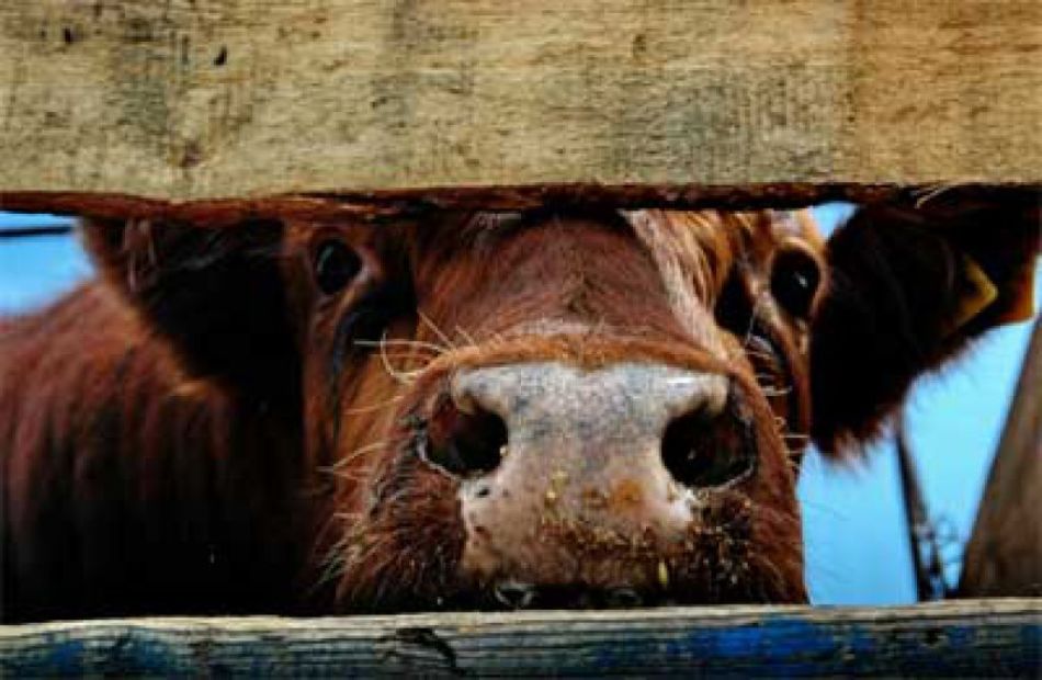 A szarvasmarhákból fertőzhet brucellózissal
