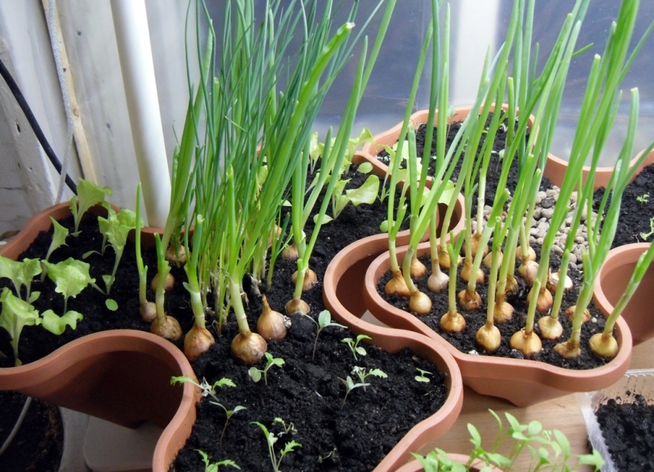 Garlic on the windowsill