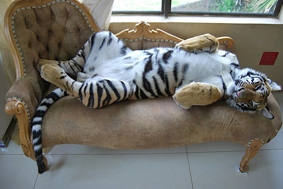 Надежное покровительство обещает тигр, во сне забравшийся в дом сновидца.