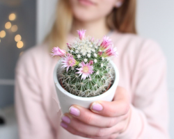 Is it possible to give a cactus for a birthday to a man, woman, girl, boy: signs. What does it mean if you gave a cactus? What to do if they give a cactus for a birthday?