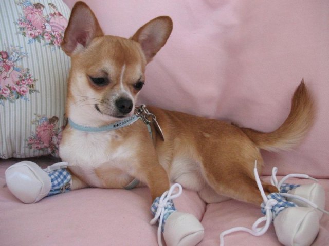 Chihuahua Dog: Περιγραφή της φυλής, κτηνιάτρων συμβουλές, κριτικές ιδιοκτητών