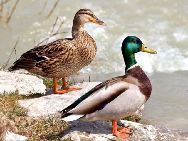 How to distinguish the drakes from the duck: the external differences between adults, the difference in habits of males and females, anatomical differences. Why do you need to distinguish males from females?
