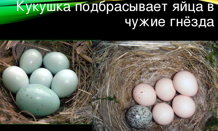 Кукушка откладывает яйца в гнезда разных птиц