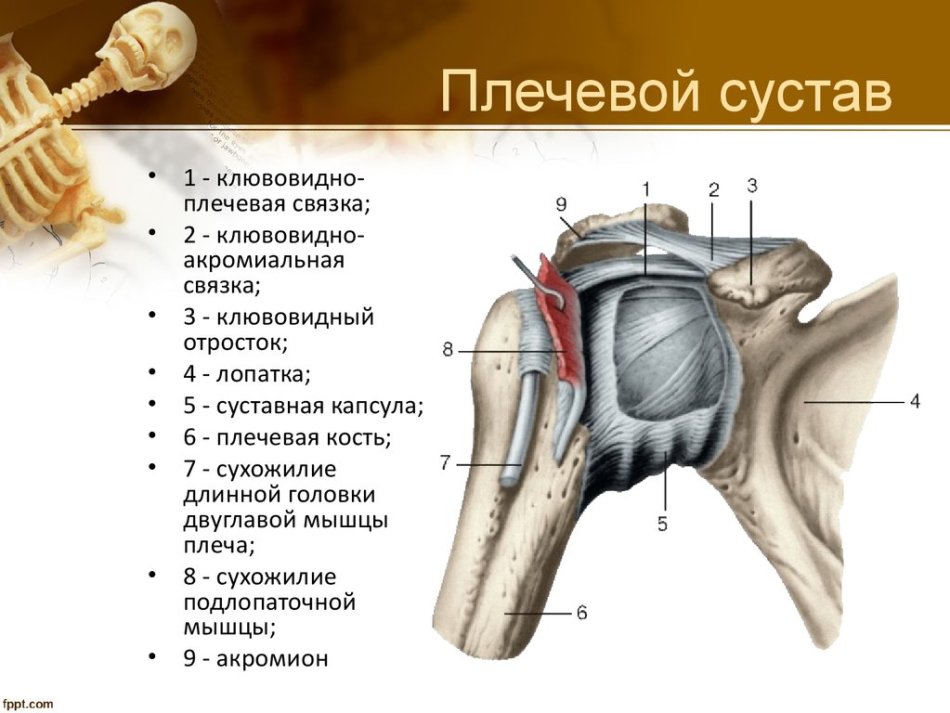 The structure of the shoulder joint