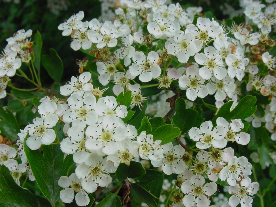 Hawthorn virágai