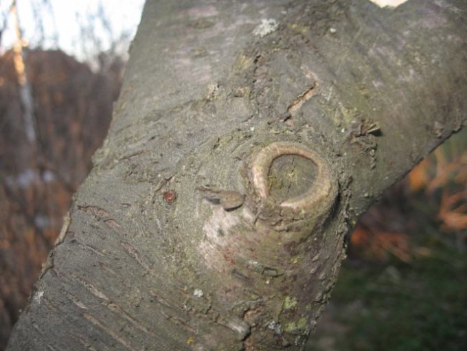 Plucked cut on the cherry