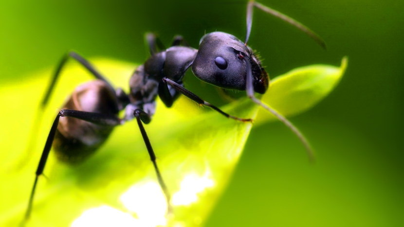 At the top on the head of the ant there are additional 3 simple eyes
