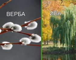 How the verba differs from willow: comparison