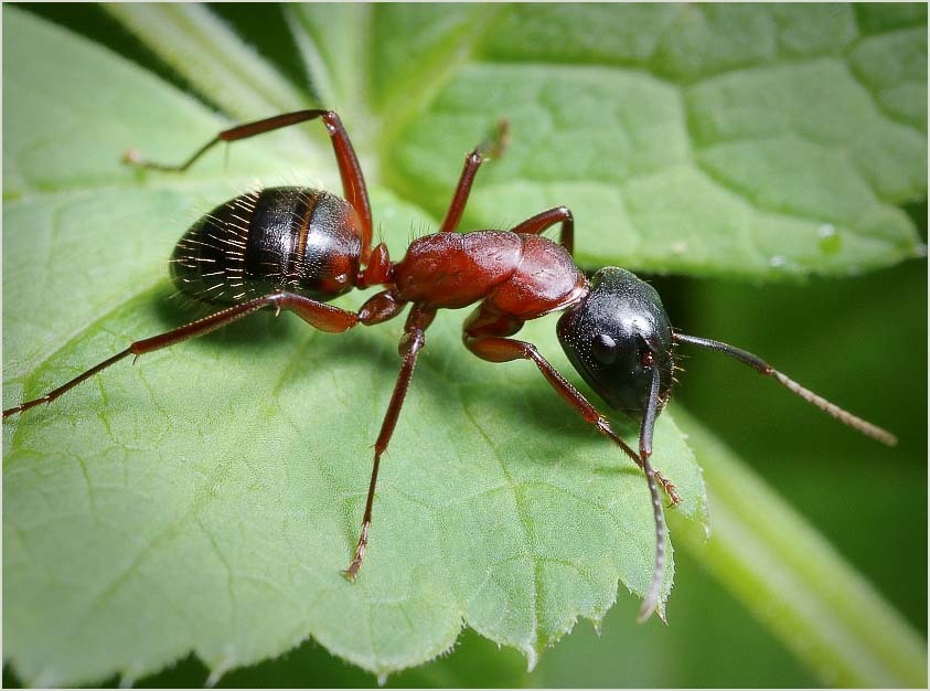 Liste wirksamer Medikamente, um Gartenameisen zu zerstören