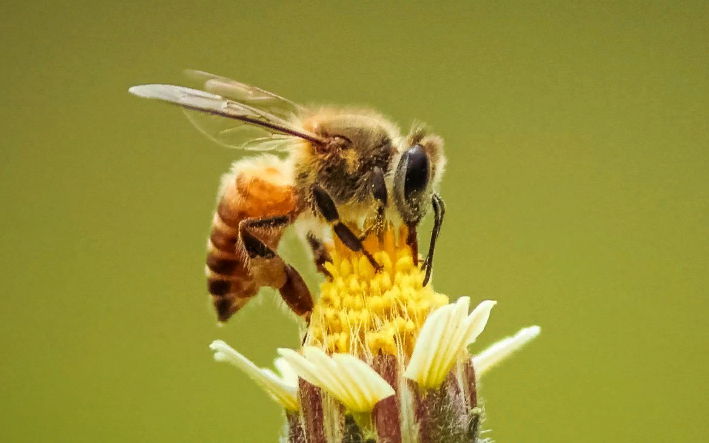Укус осы или пчелы — в большинстве толкований хорошая примета