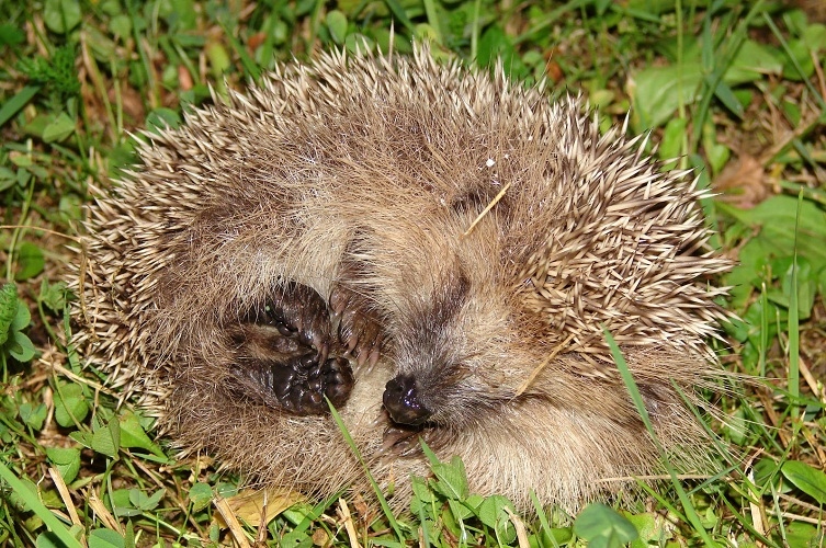 Il riccio morto è un buon segno