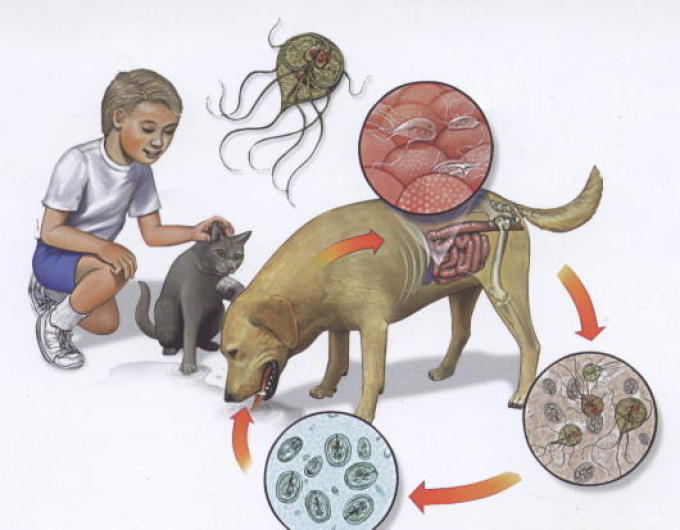 Дети могут заразиться лямблиозом от домашних животных. лечить это заболевание очень сложно