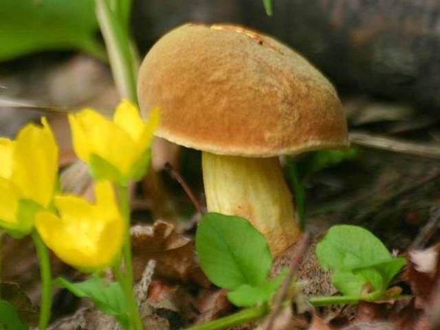Сонник — видеть грибы во сне: значение сна. К чему снятся грибы лисички, сморчки, черные, белые, червивые, видеть, есть, собирать, жарить грибы?